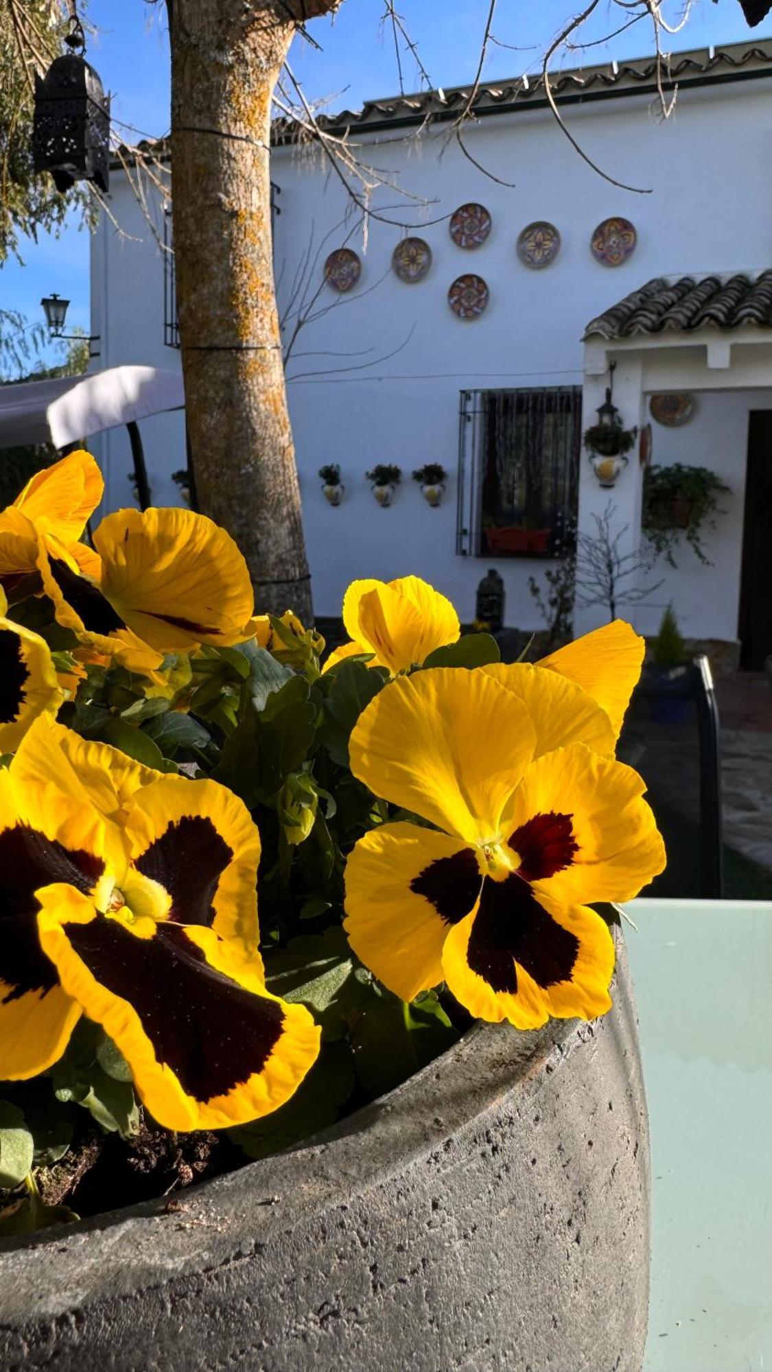 Cortijo Rodeo. Alojamiento Rural Carcabuey Exterior photo